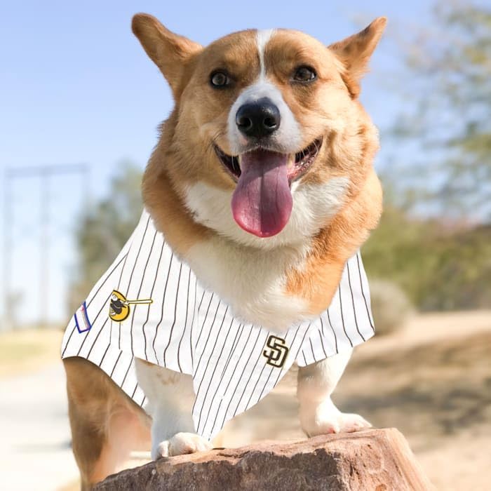 MLB San Diego Padres Dog Jersey - MLBPA MANNY MACHADO PET JERSEY, Small. CUTEST MLB BASEBALL JERSEY for DOGS & CATS