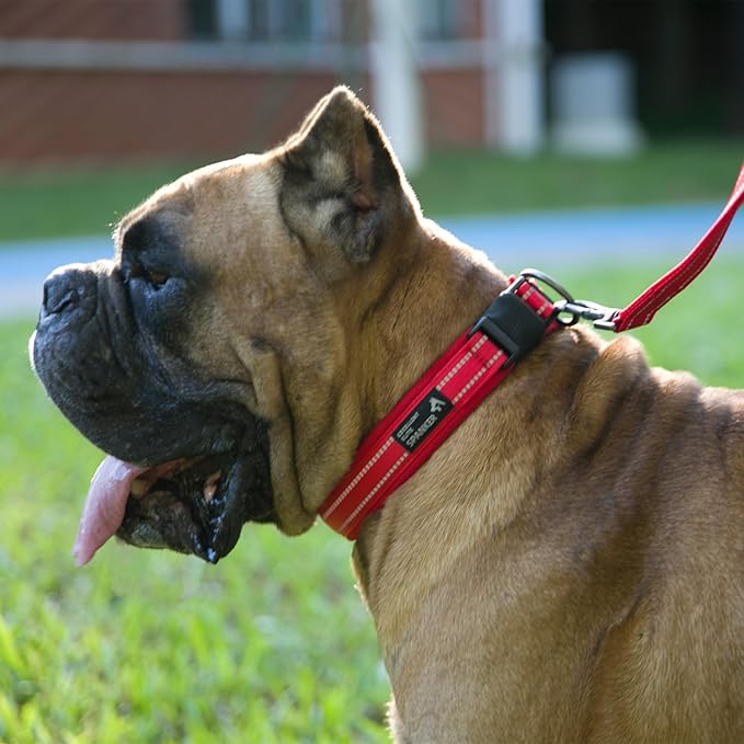 EXCELLENT ELITE SPANKER Reflective Dog Collar Classic Soft Padded Breathable - Image 8