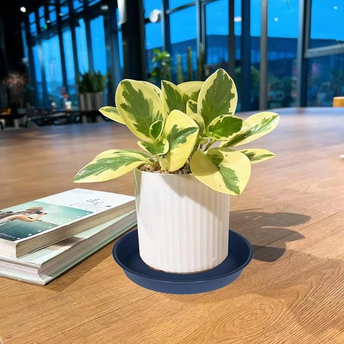 6 Pack Plant Saucer Drainage Tray, Plastic Plant Water Tray, 6 inch Flower - Image 3