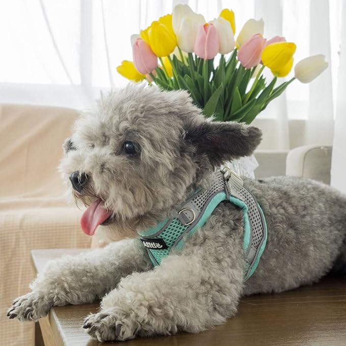 AIITLE Step in Dog Harness and Leash Set - Image 6