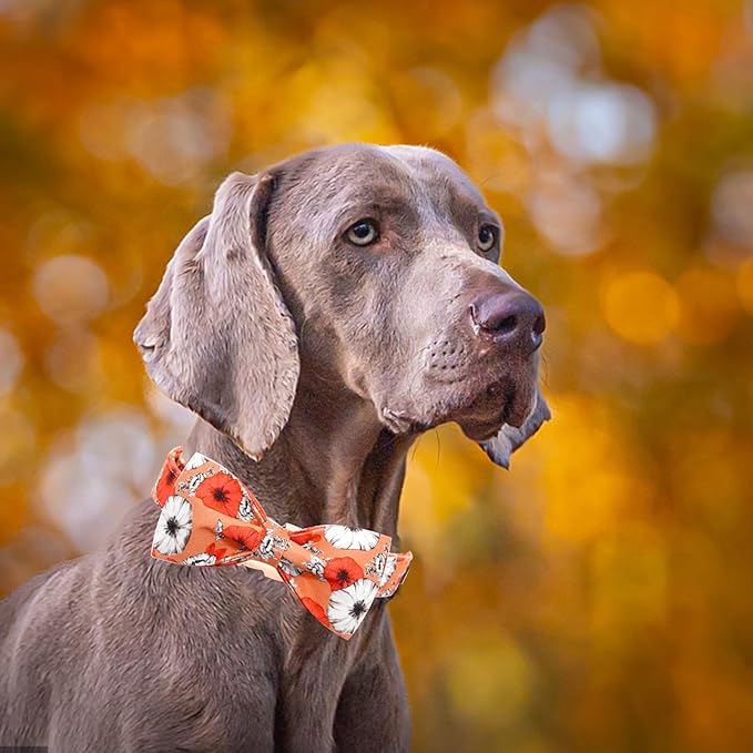 Fall Dog Collar, Pet Collar Bow Floral Pet Collar Girl Boy Holiday Pet Collars - Image 3