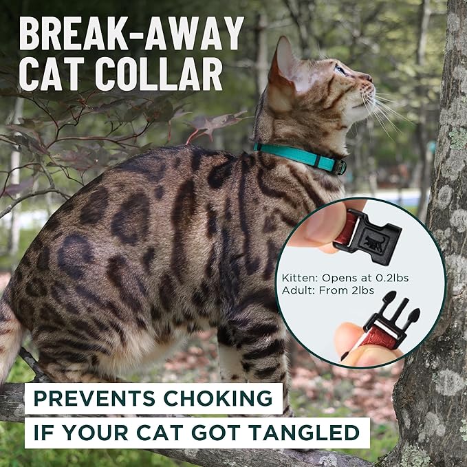 OutdoorBengal Red Breakaway Kitten Collar - Image 2