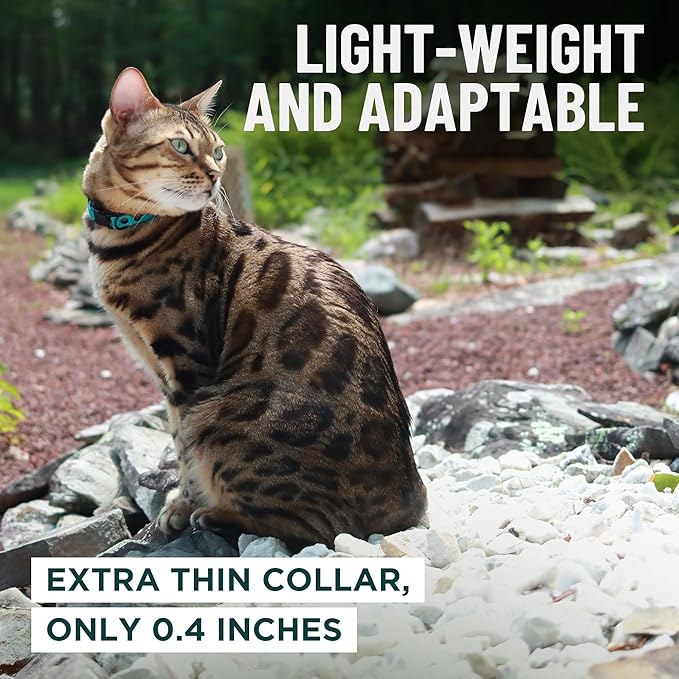 OutdoorBengal Red Breakaway Kitten Collar - Image 6