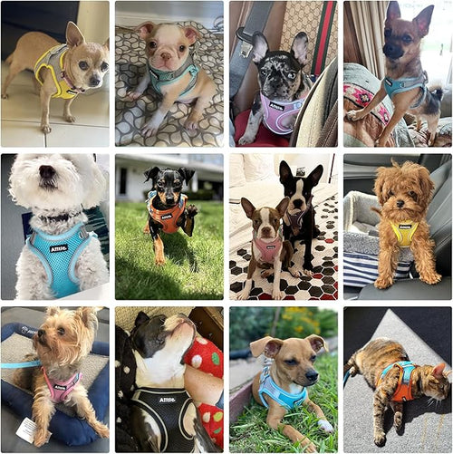 AIITLE Dog Harness, No-Pull Cat Harness - Image 2
